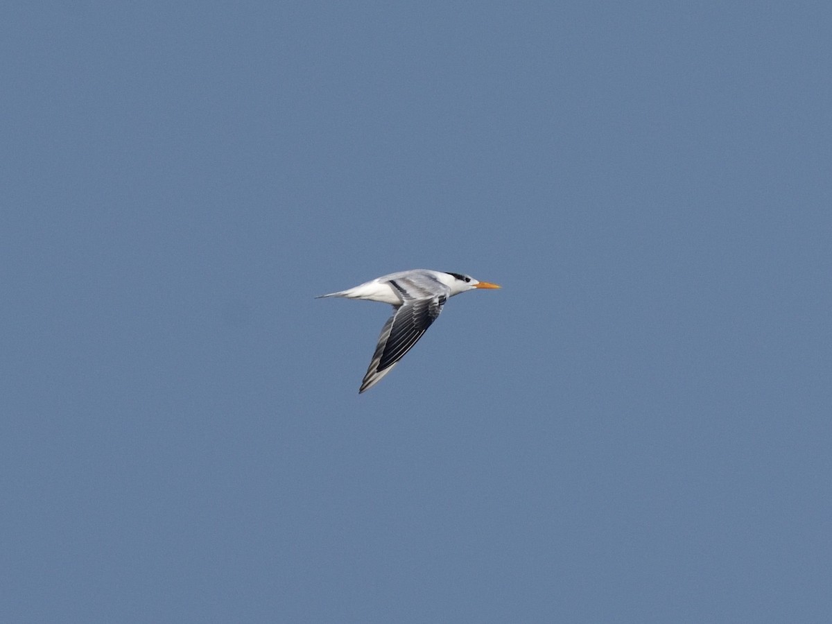 Royal Tern - ML375757451