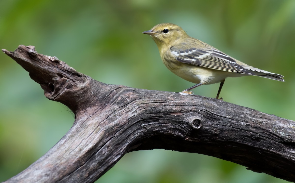 Blackpoll Warbler - ML375758111