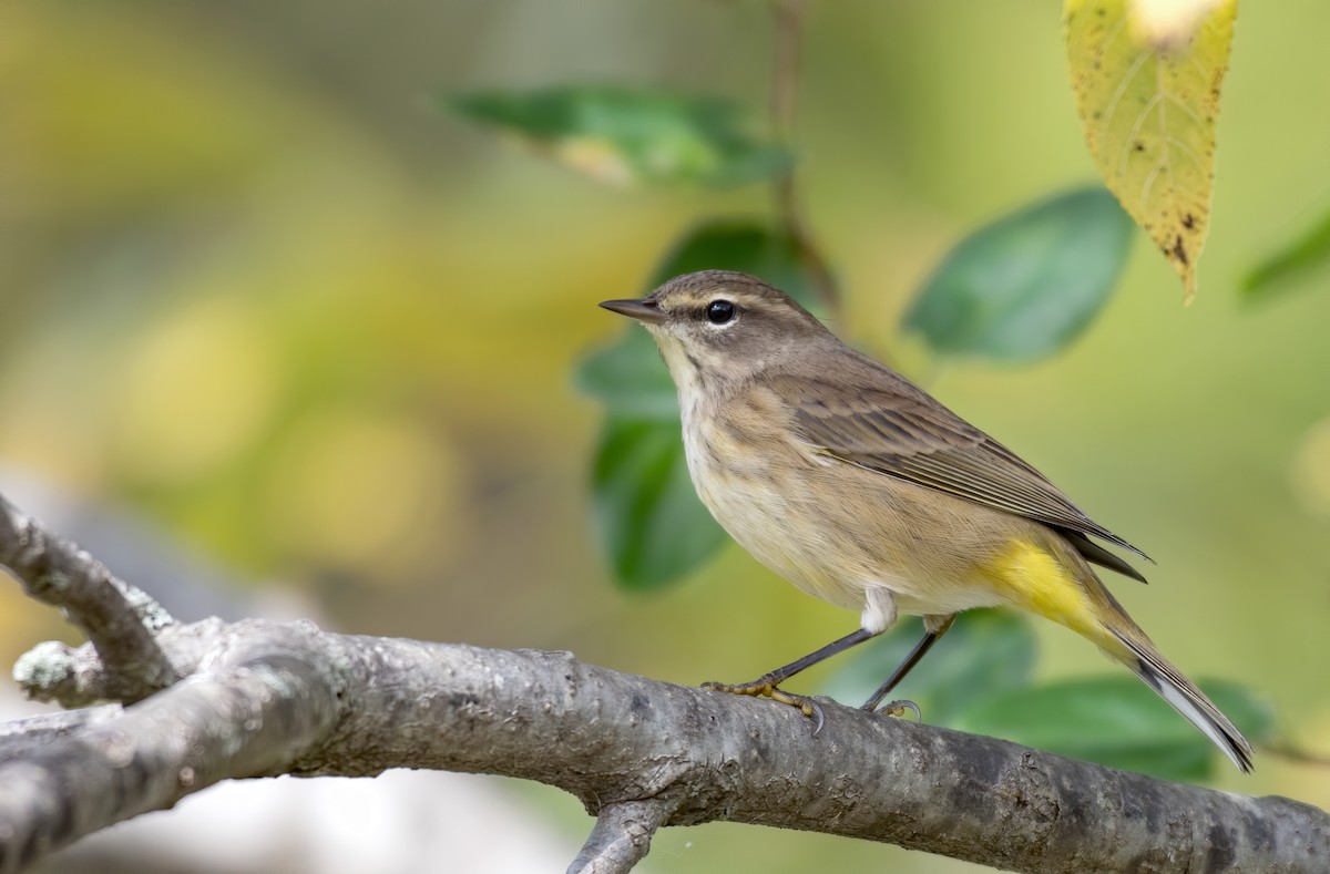 Palm Warbler - ML375758131