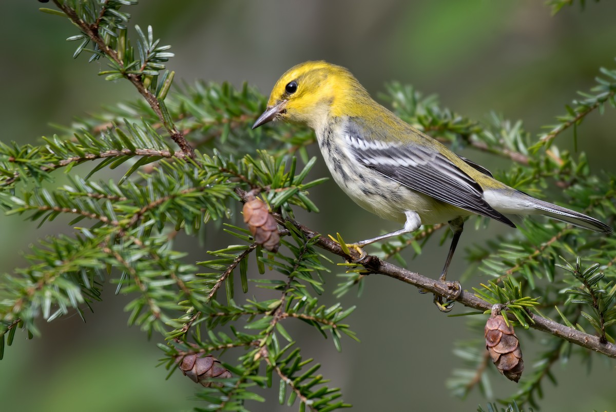 Black-throated Green Warbler - ML375758171