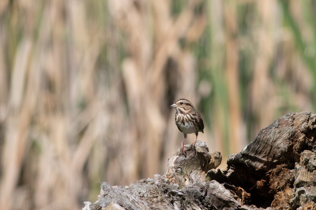 Song Sparrow - ML375758381