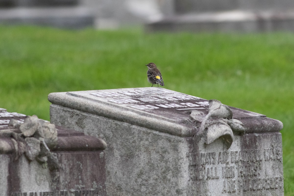 Yellow-rumped Warbler (Myrtle) - ML375759481