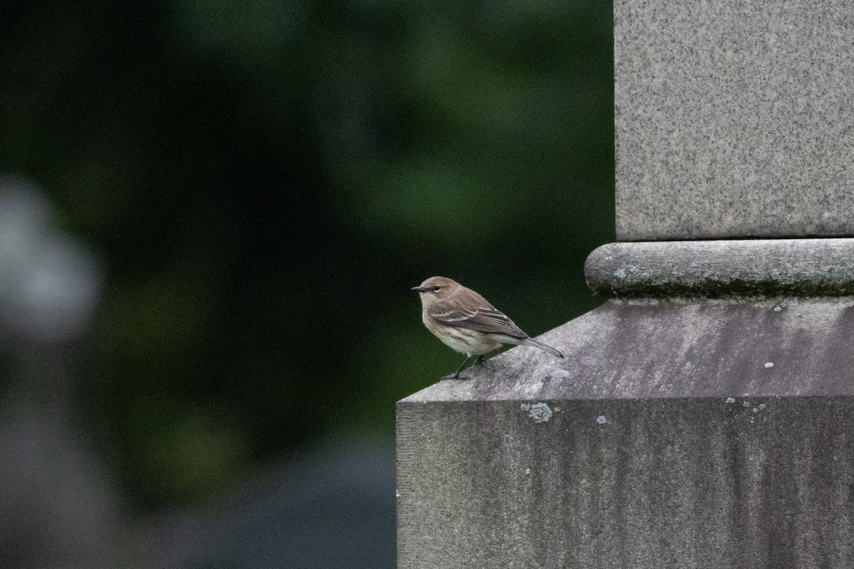 Yellow-rumped Warbler (Myrtle) - ML375759501