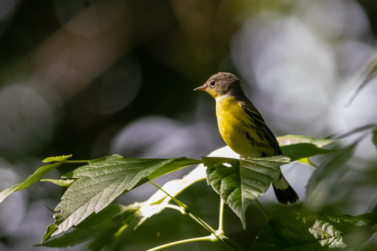 Magnolia Warbler - ML375761441