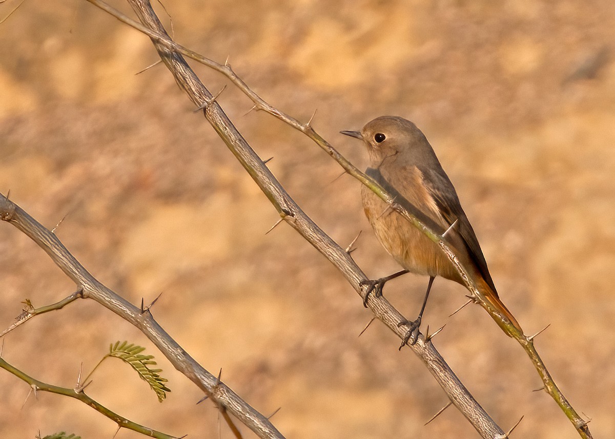 Pied Bushchat - ML375762211