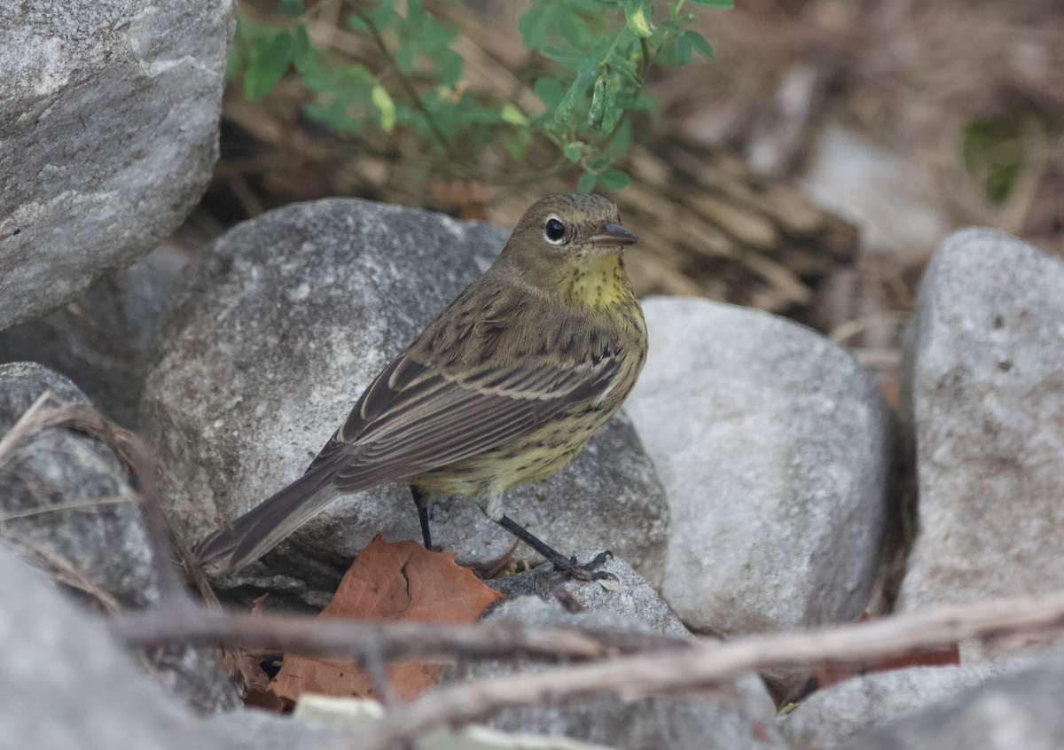 Kirtland's Warbler - ML375762591
