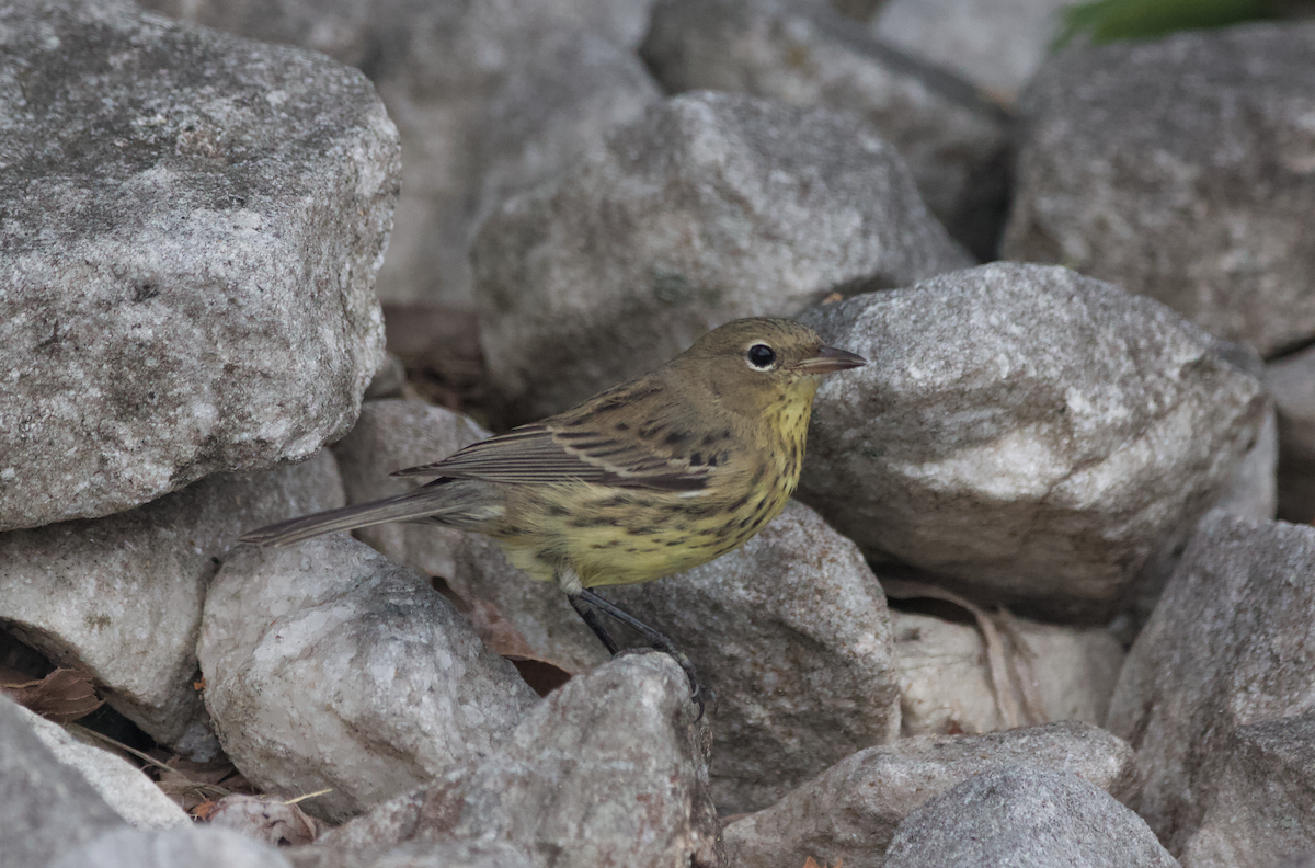 Kirtland's Warbler - ML375762601