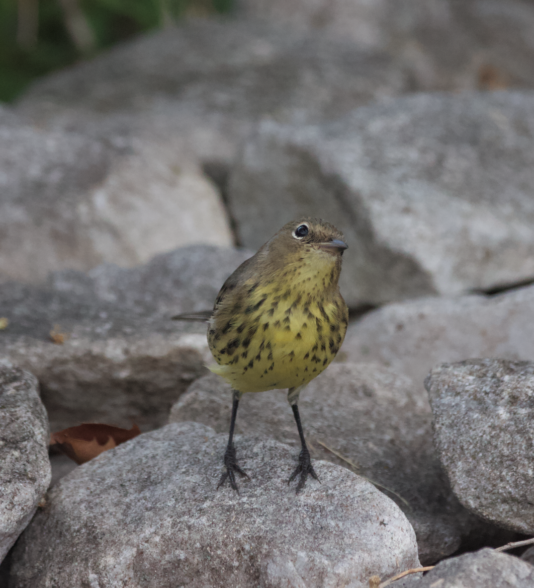 Kirtland's Warbler - ML375762611