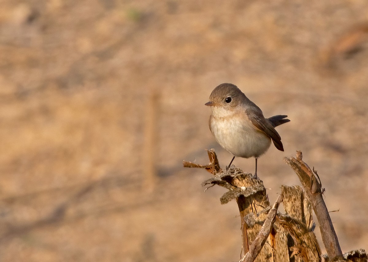 Taiga Flycatcher - ML375763831