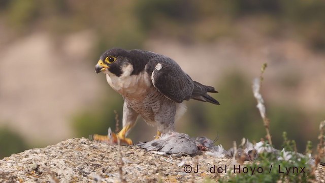 Peregrine Falcon (Mediterranean) - ML375765671