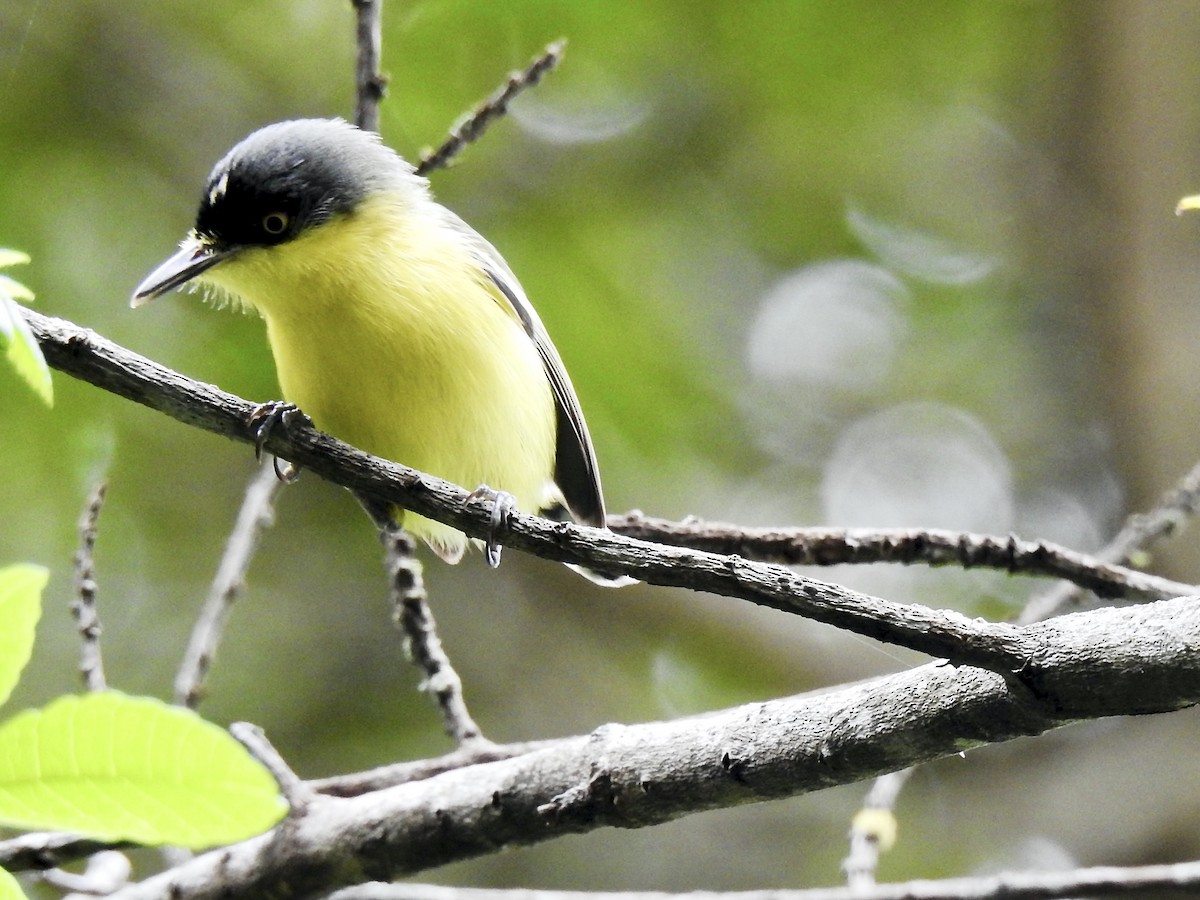 Common Tody-Flycatcher - Clarisse Odebrecht