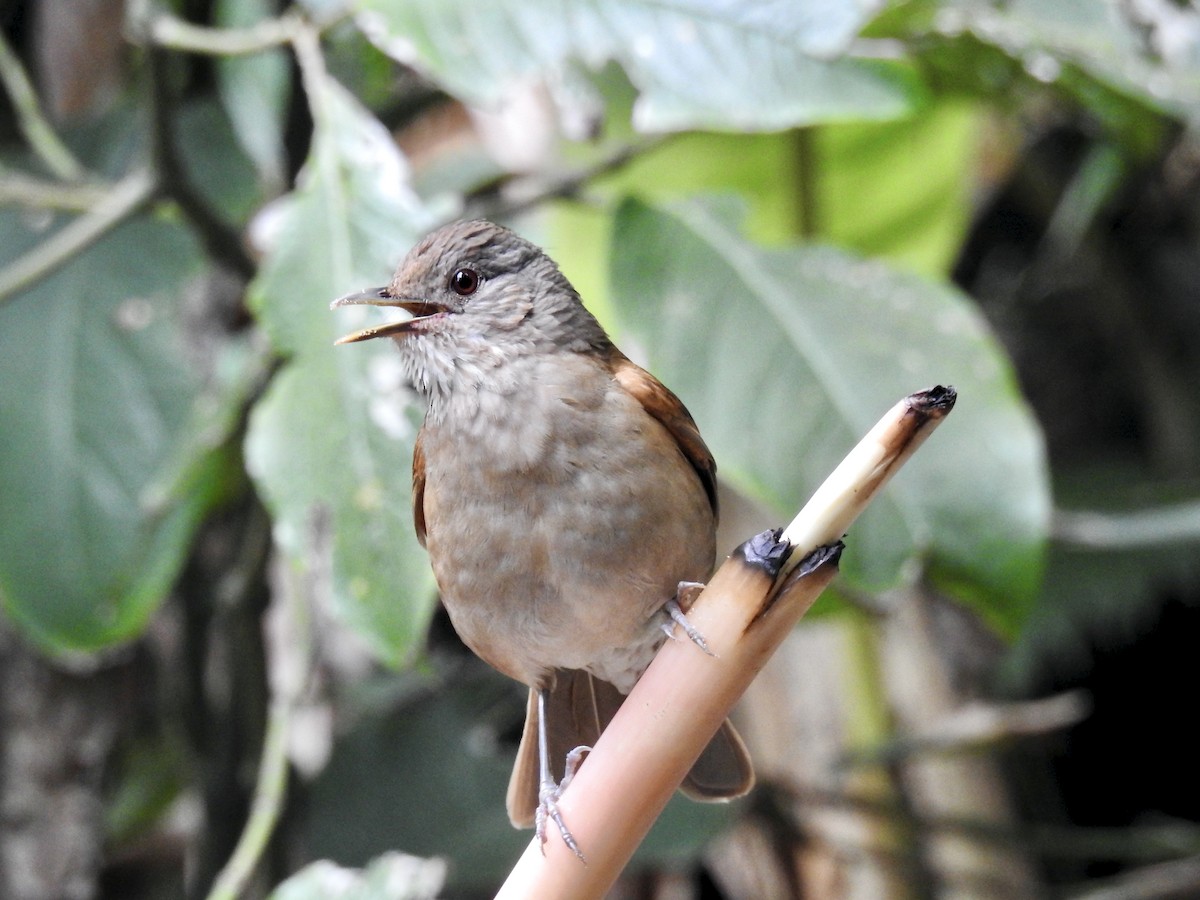 Pale-breasted Thrush - ML375767241