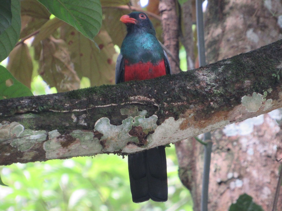 Slaty-tailed Trogon - ML375767921