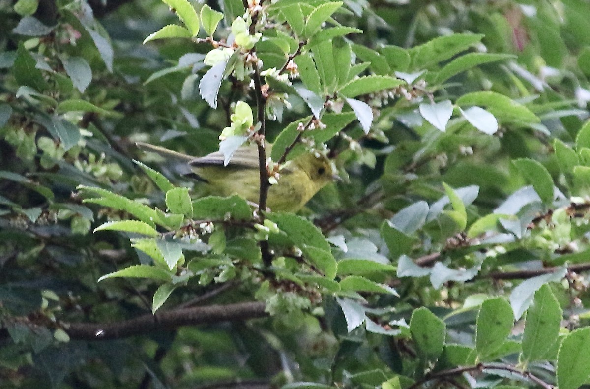 Wilson's Warbler - ML375769121