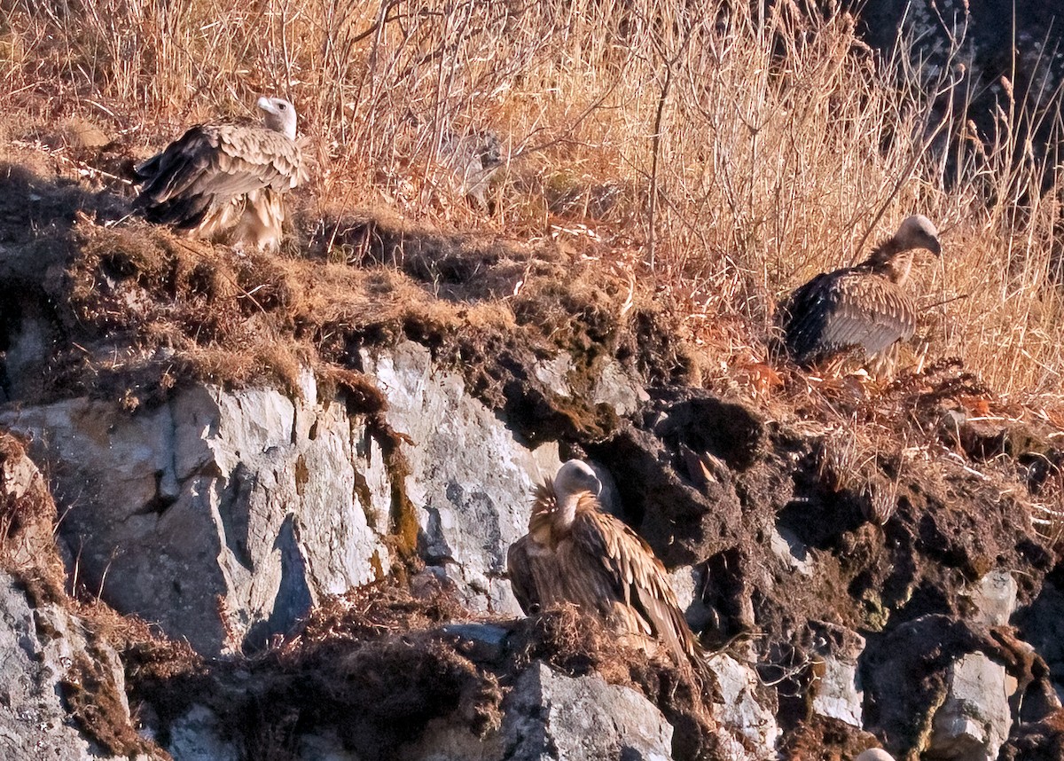 Himalayan Griffon - ML375769561