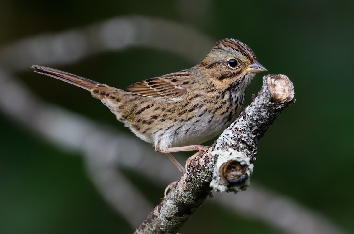 Lincoln's Sparrow - ML375770631