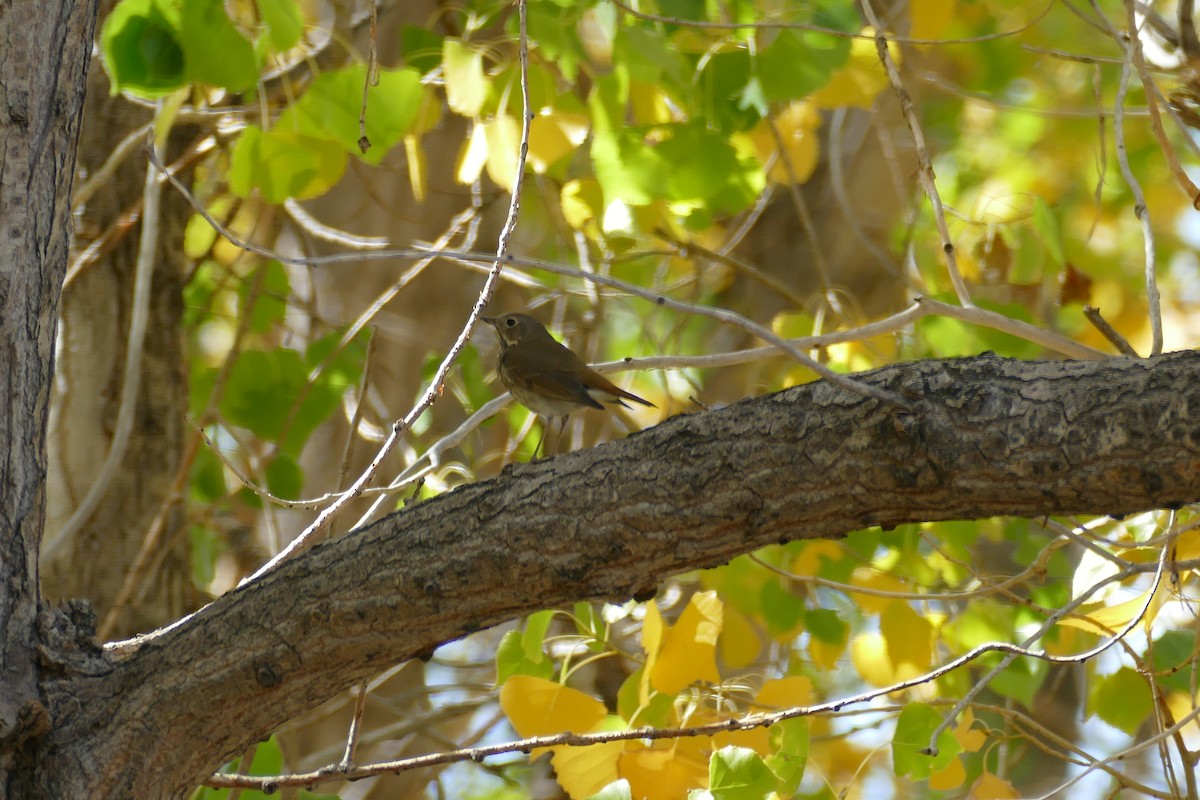 Hermit Thrush - ML375774401