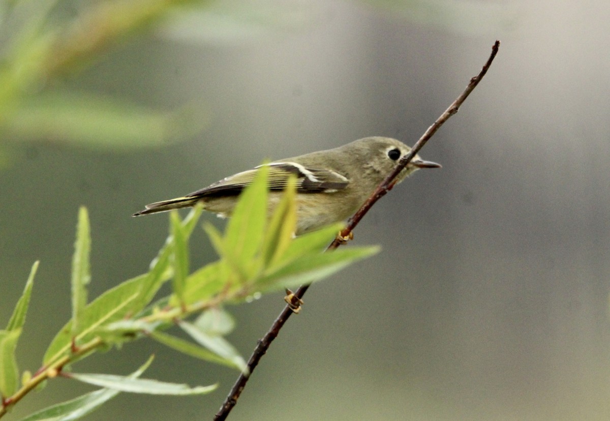 Ruby-crowned Kinglet - ML375776861