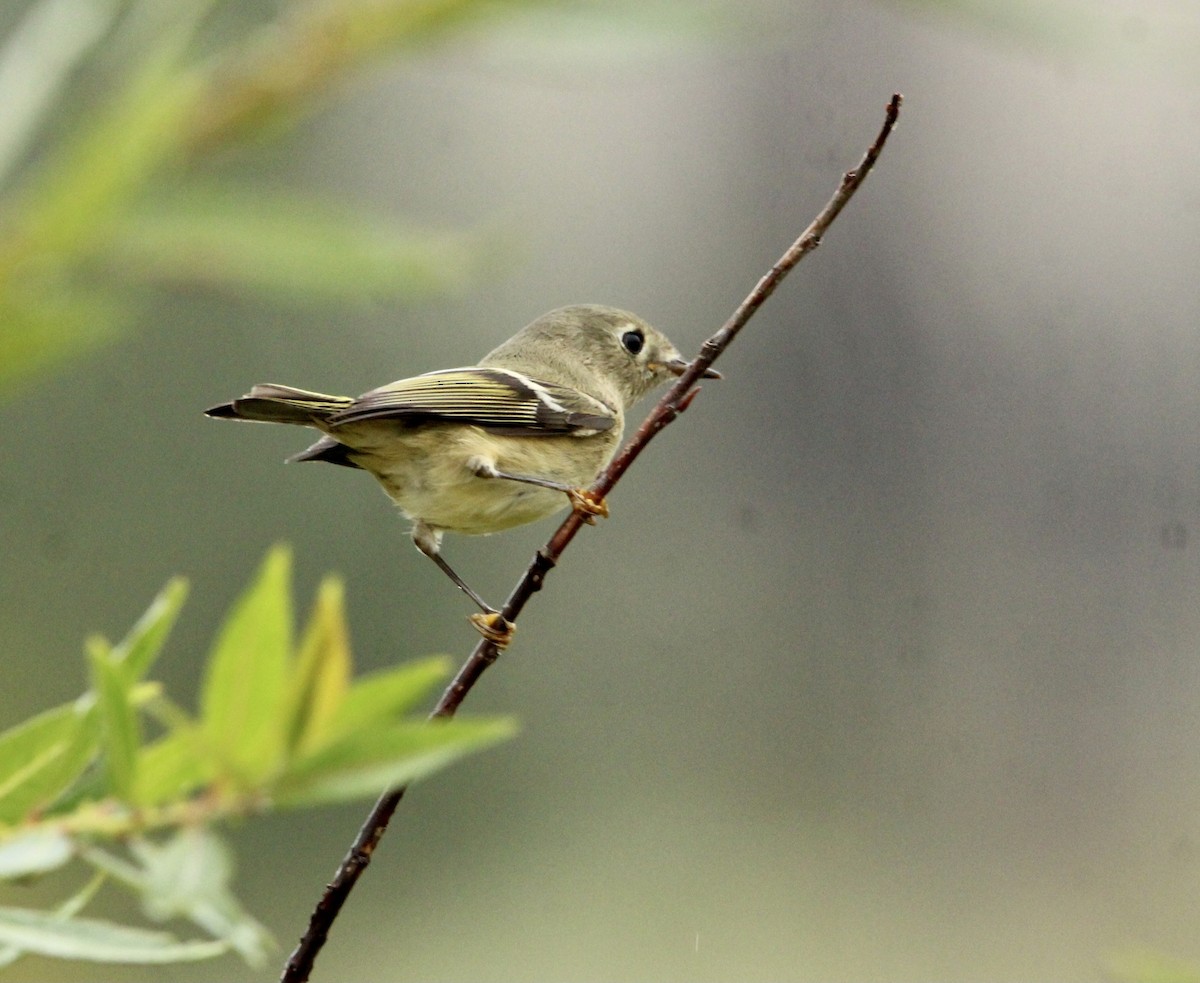 Ruby-crowned Kinglet - ML375776871