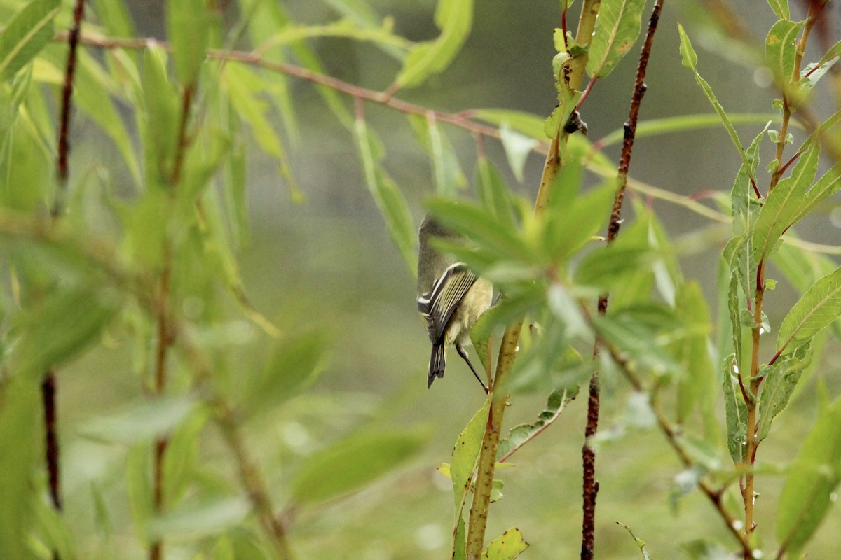 Ruby-crowned Kinglet - Corey Wagner