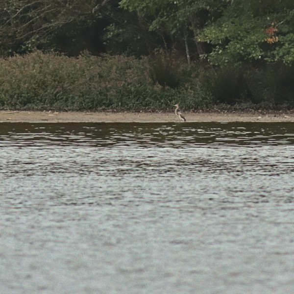 Tricolored Heron - ML375777451