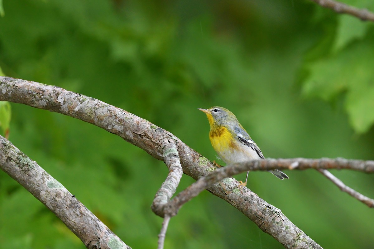 Northern Parula - ML375777551