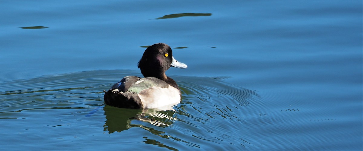 Tufted Duck - ML375777981