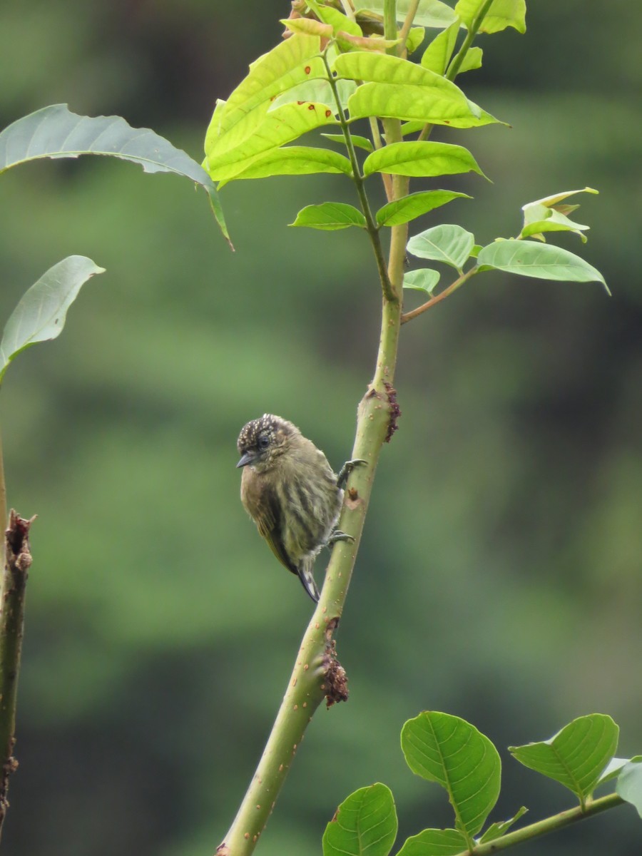 Olivaceous Piculet - ML375778031