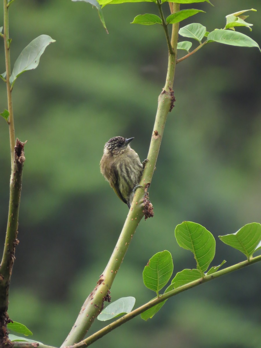 Olivaceous Piculet - ML375778041