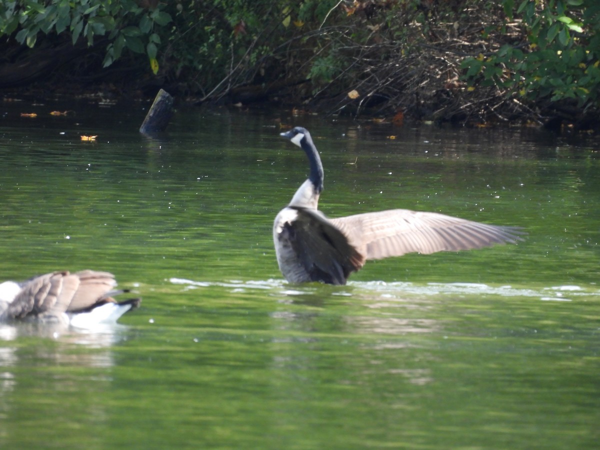 Canada Goose - ML375779021
