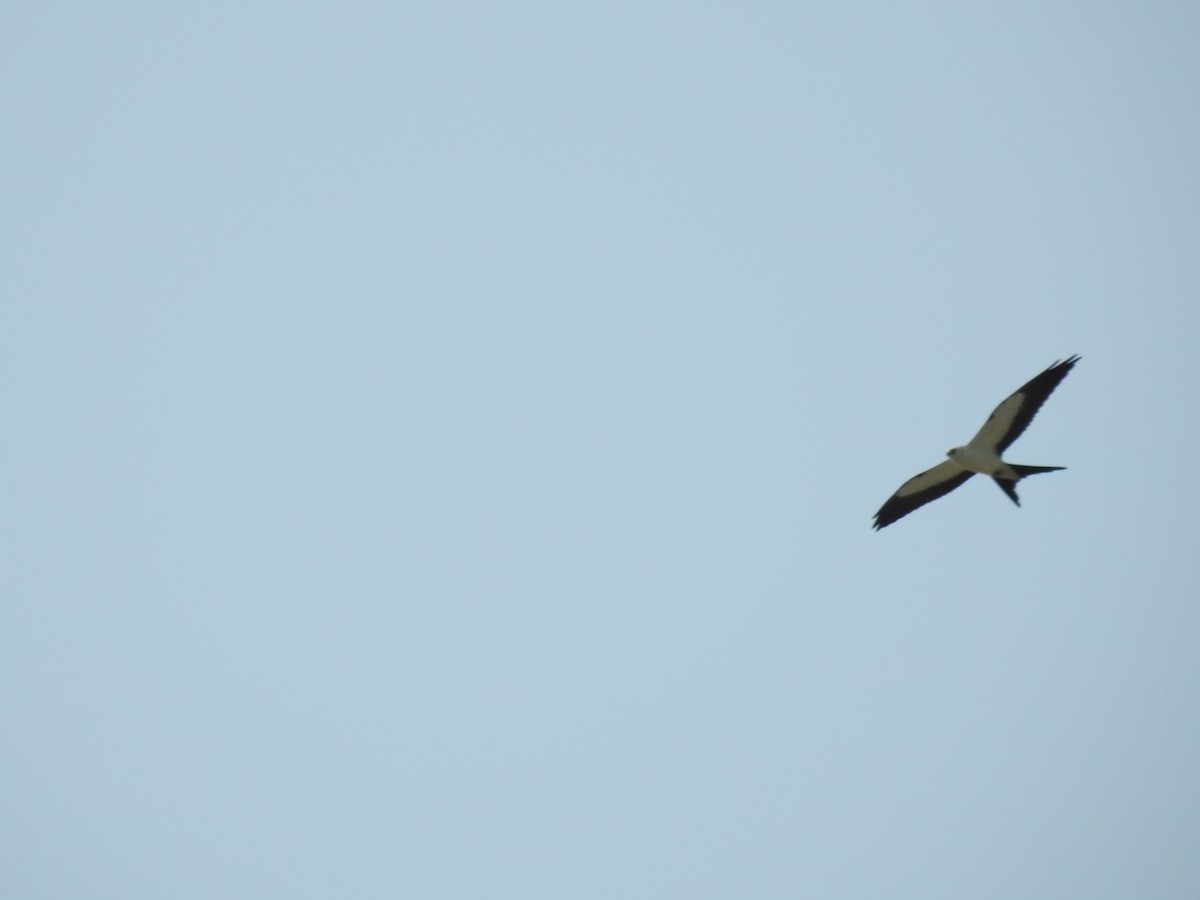 Swallow-tailed Kite - ML375786041