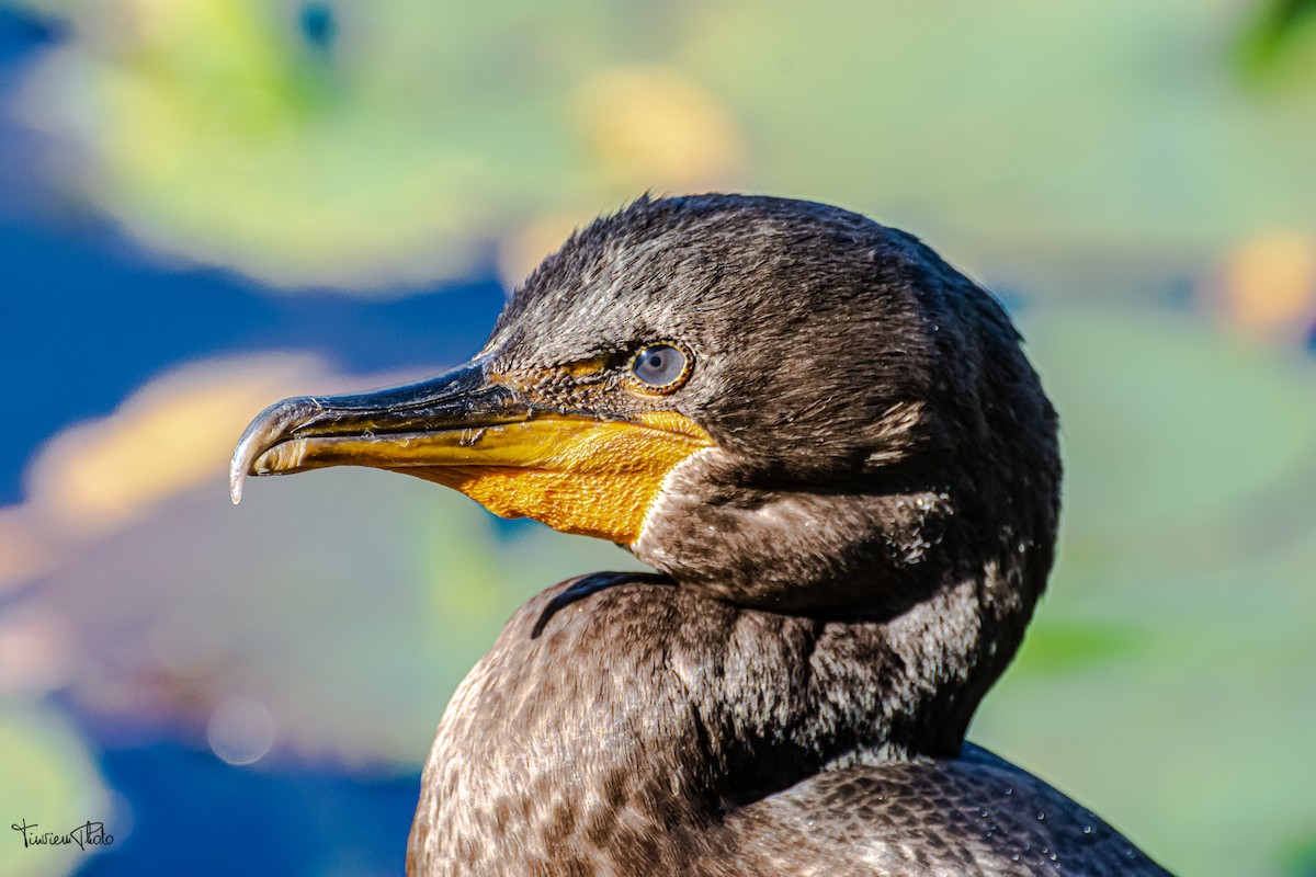 Cormoran à aigrettes - ML375786681