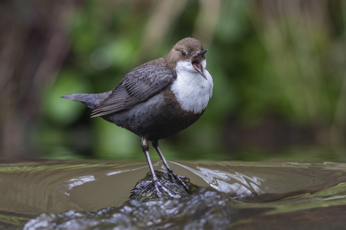 White-throated Dipper - ML375787931