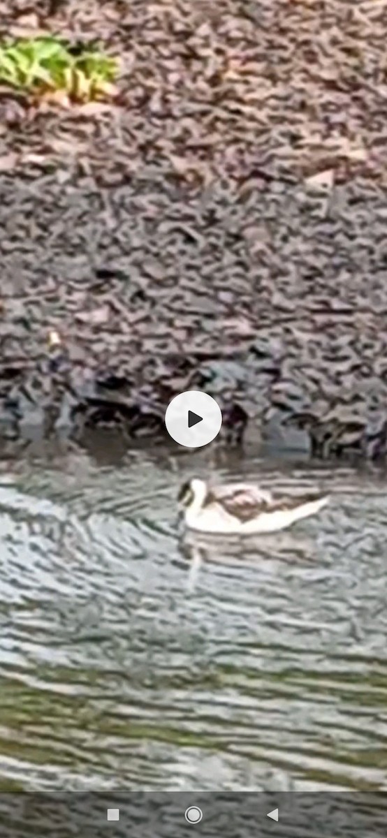 Wilson's Phalarope - Miguel Circuito