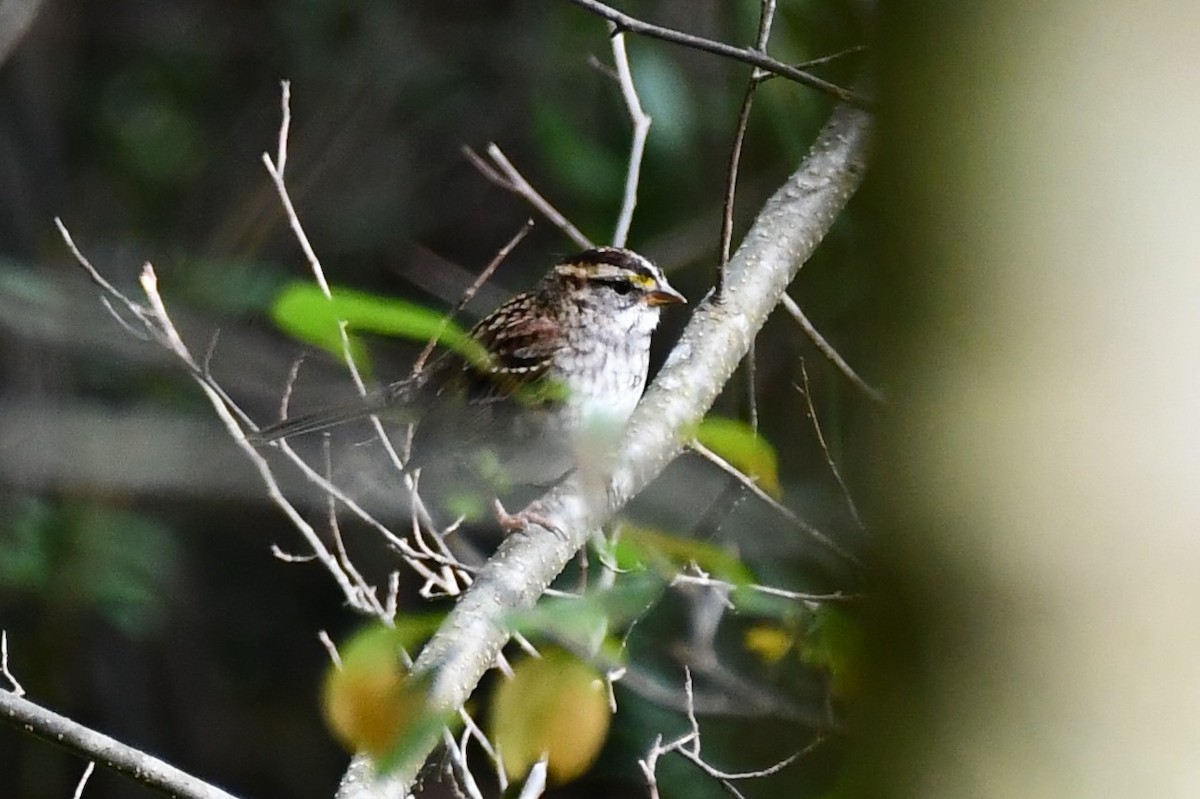 White-throated Sparrow - ML375790451