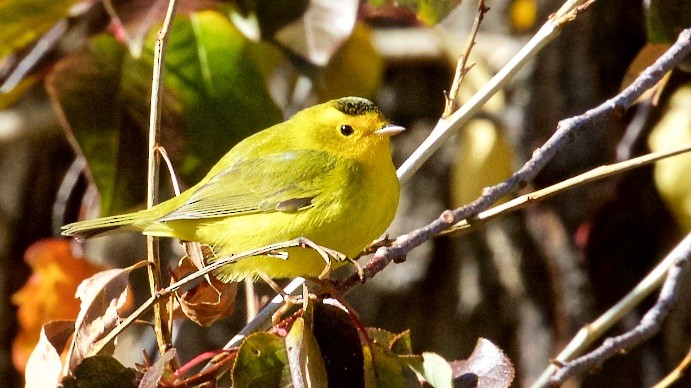 Wilson's Warbler - ML37579141