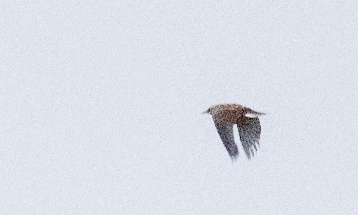 Eastern Meadowlark (Eastern) - ML375792081