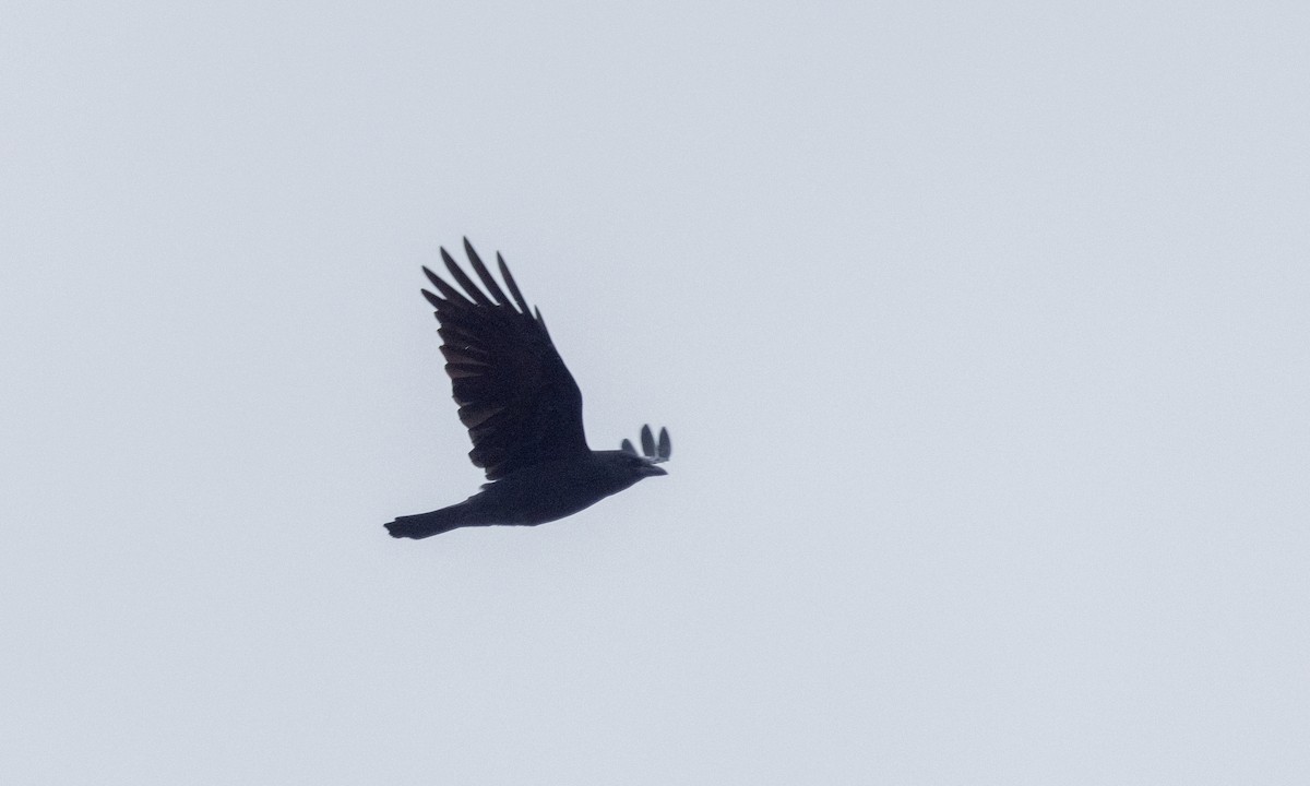 American Crow - ML375792191