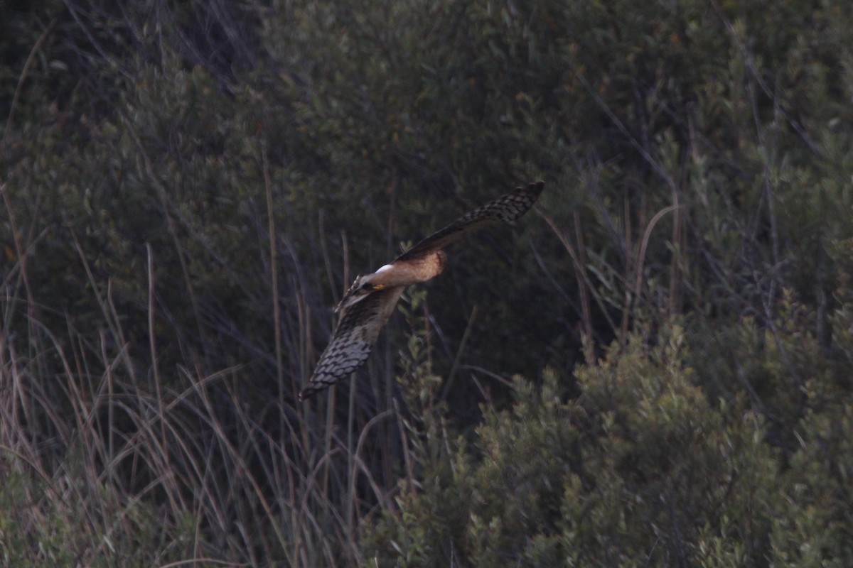 Northern Harrier - ML375792831