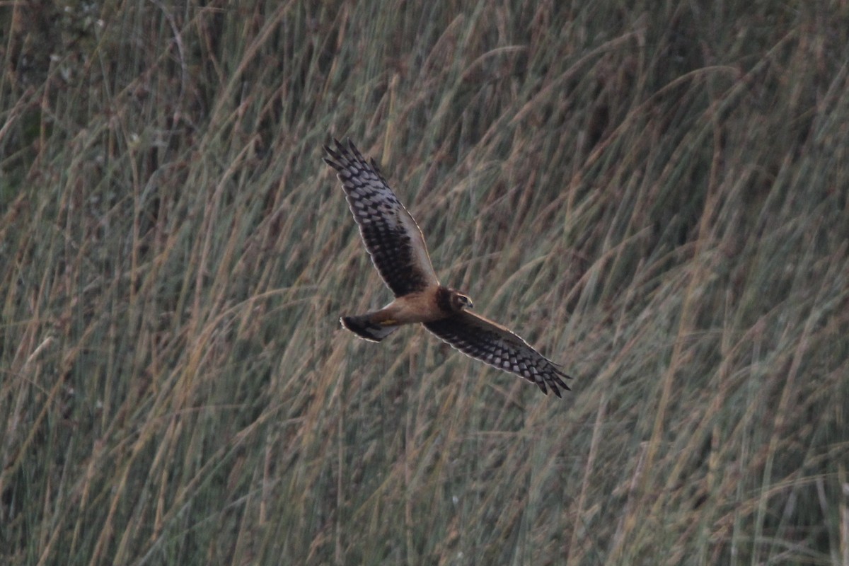 Northern Harrier - ML375792841