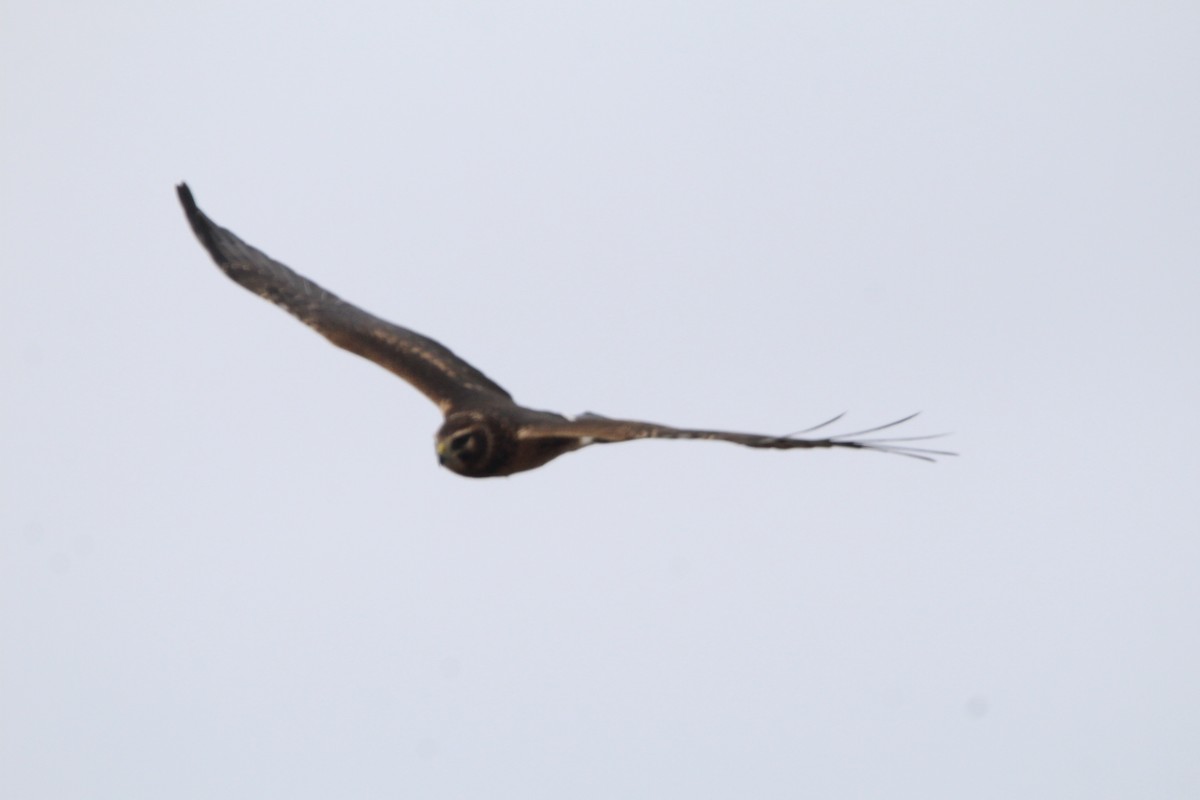 Northern Harrier - Anthony Scott