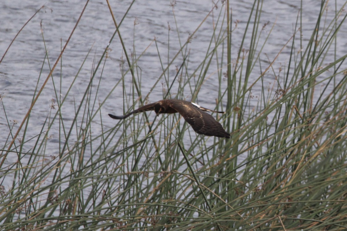 Northern Harrier - ML375792861