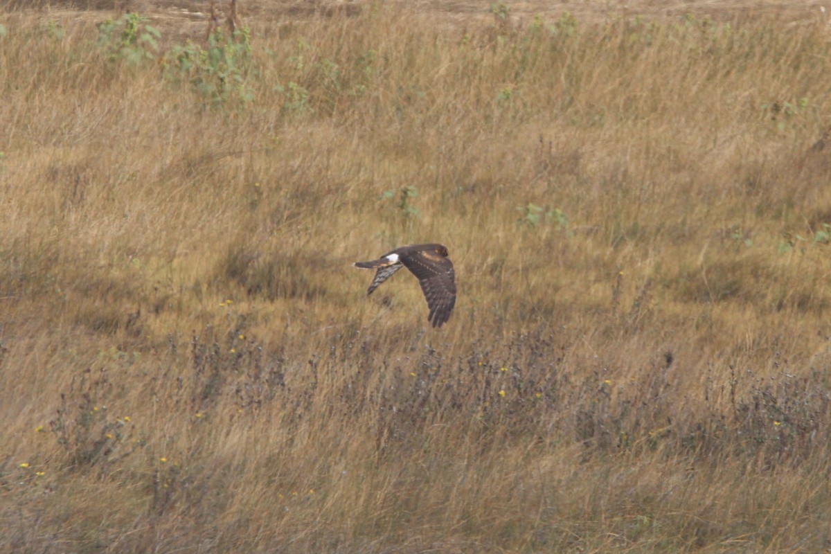 Northern Harrier - ML375792871