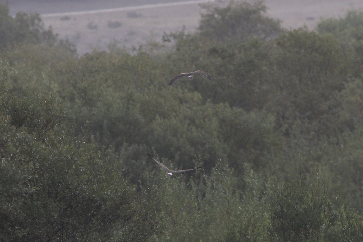 Northern Harrier - ML375792891