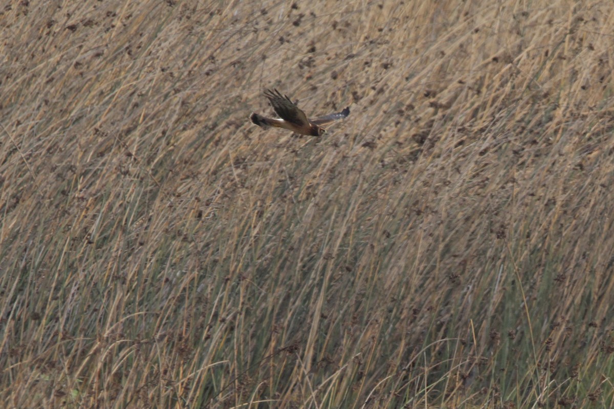 Northern Harrier - Anthony Scott