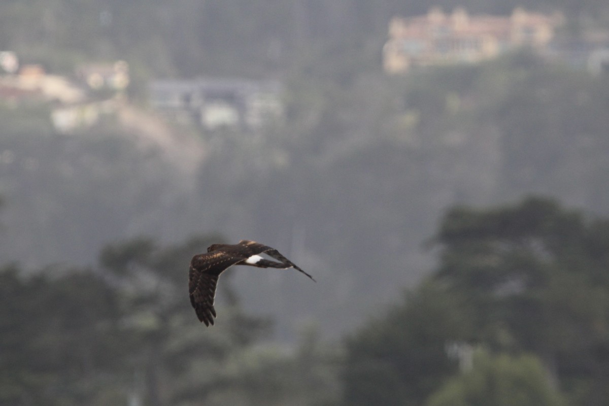 Northern Harrier - ML375792911