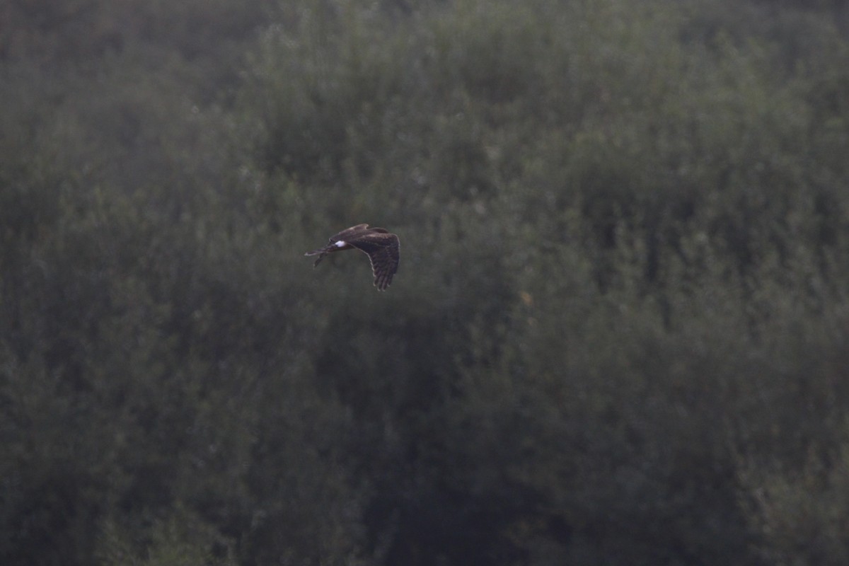 Northern Harrier - ML375792921