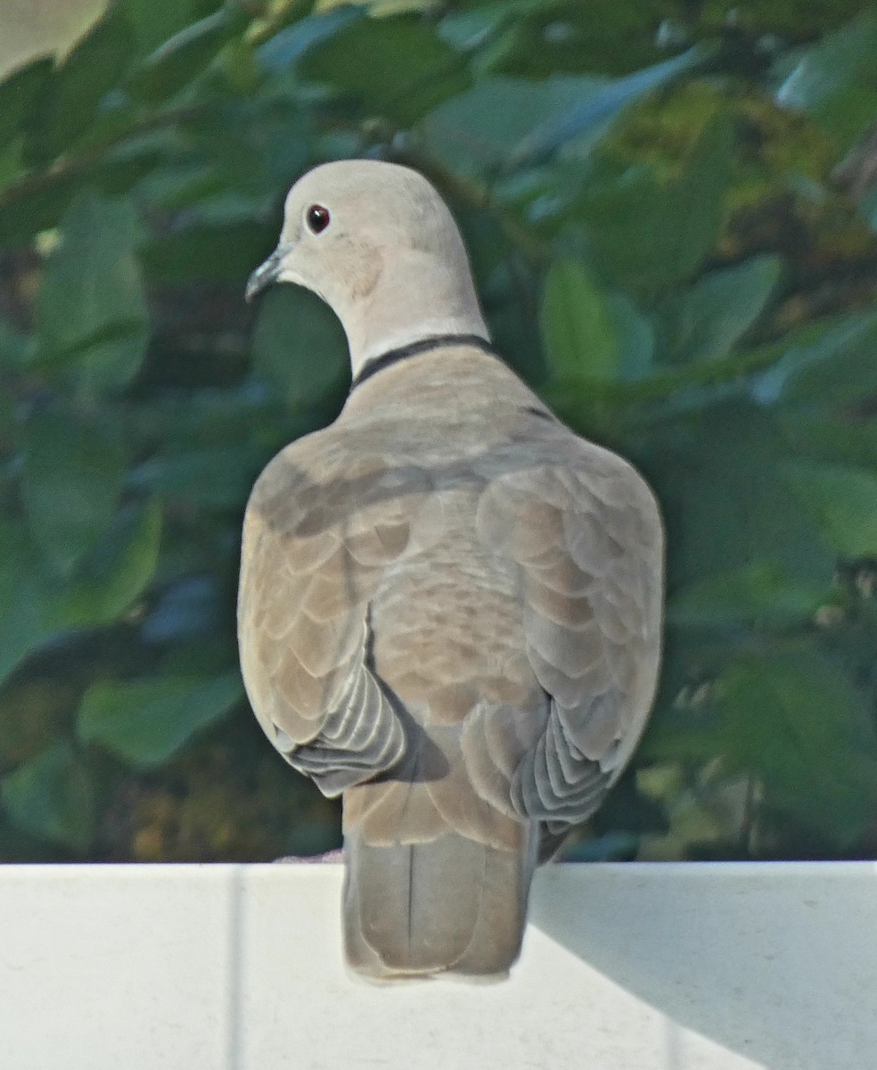 Eurasian Collared-Dove - Darrell Hance