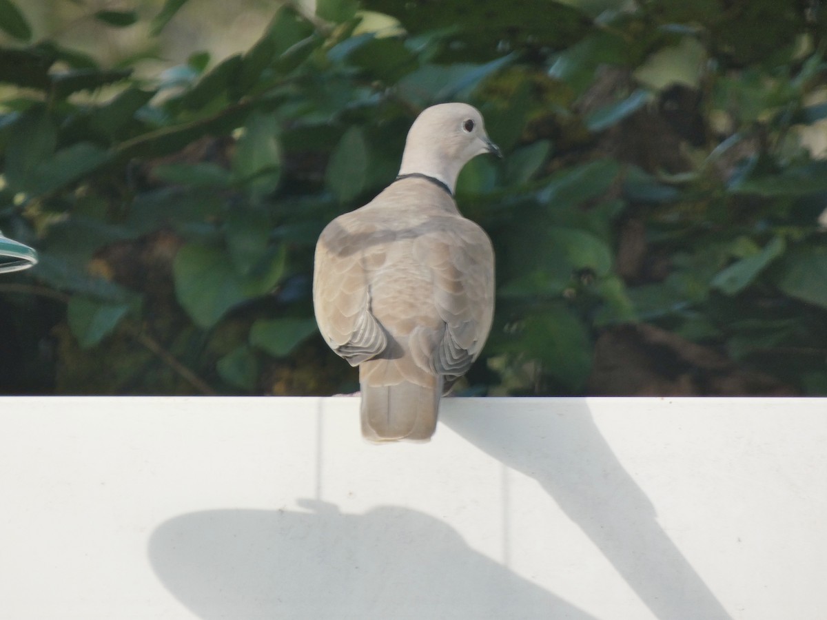 Eurasian Collared-Dove - Darrell Hance