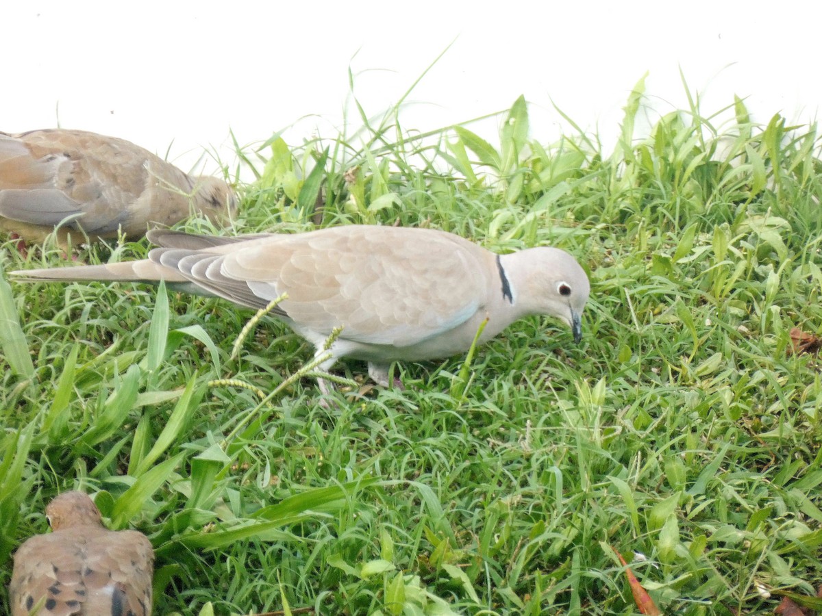 Eurasian Collared-Dove - Darrell Hance